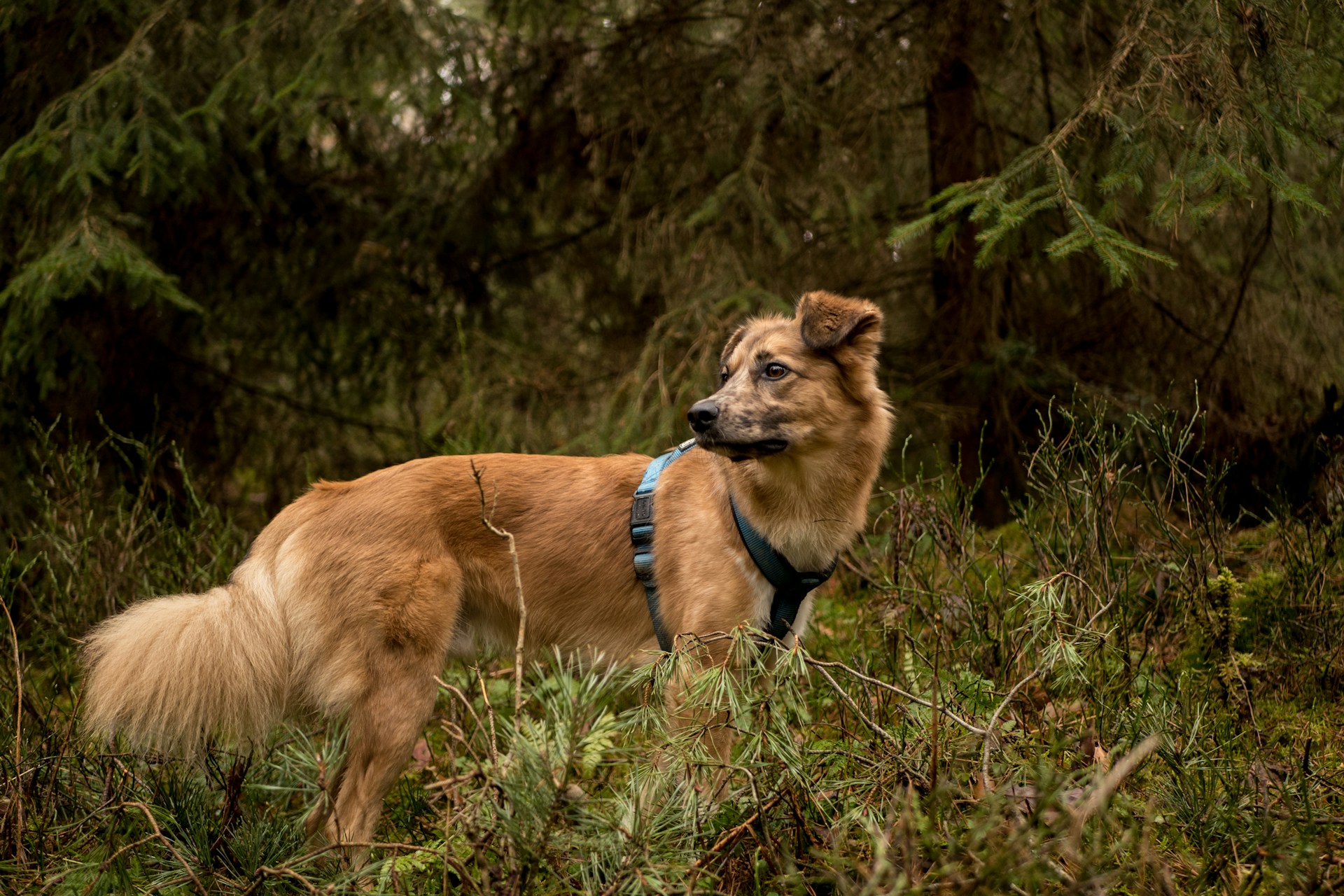 A dog exploring a hiking trail with its owner.